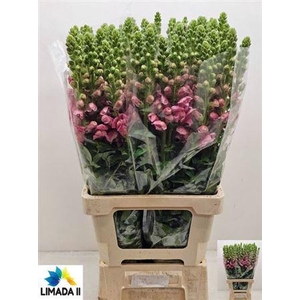 Antir Poto Dark Pink 75cm