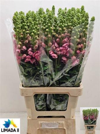 <h4>Antir Poto Pink</h4>