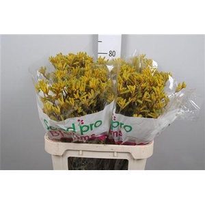 Anigoz Yellow G