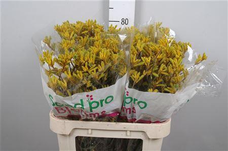<h4>Anigoz Yellow G</h4>