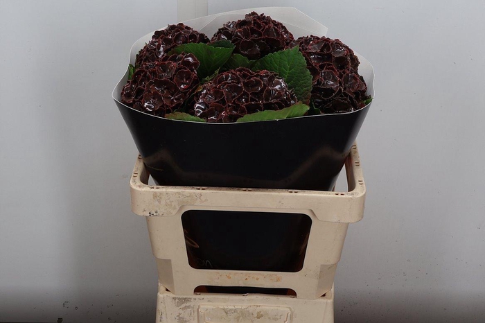 <h4>Hydr Wx (55cm) Choco</h4>