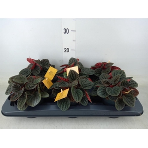 Peperomia