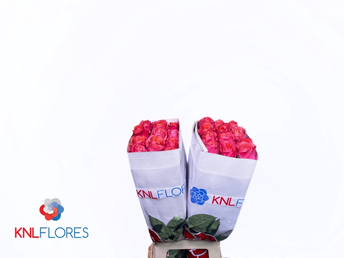 <h4>R GR HARD ROCK</h4>