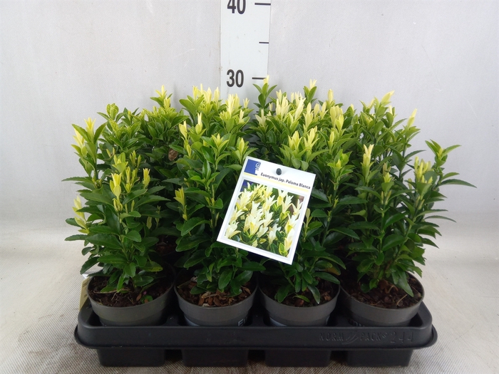 <h4>Euonymus japon. 'Paloma Blanca'</h4>