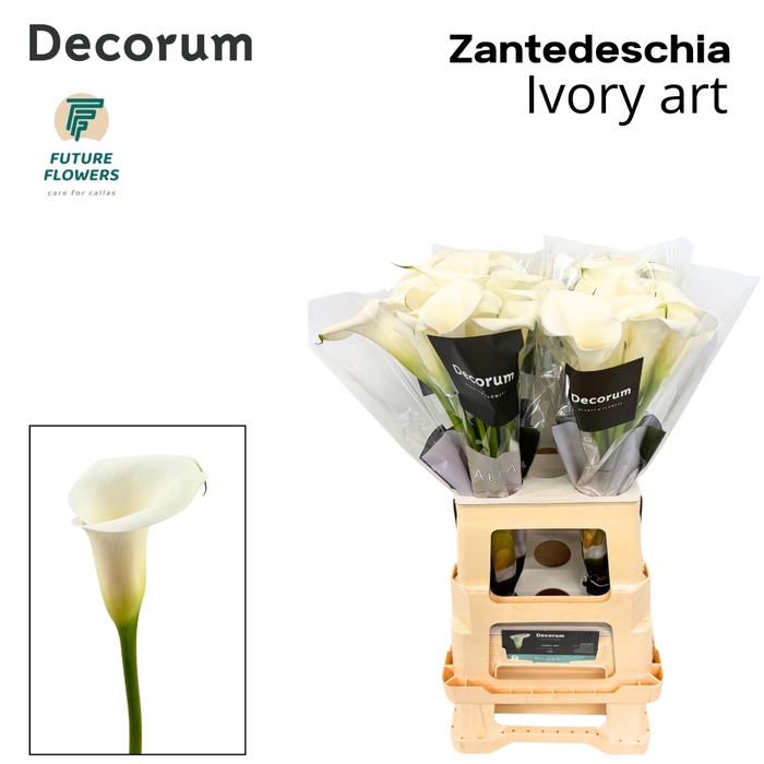 <h4>Calla Ivory Art Future</h4>
