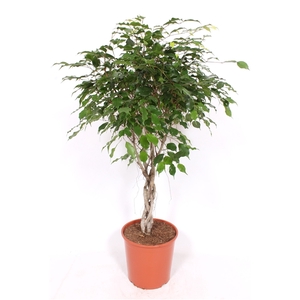 Ficus Exotica