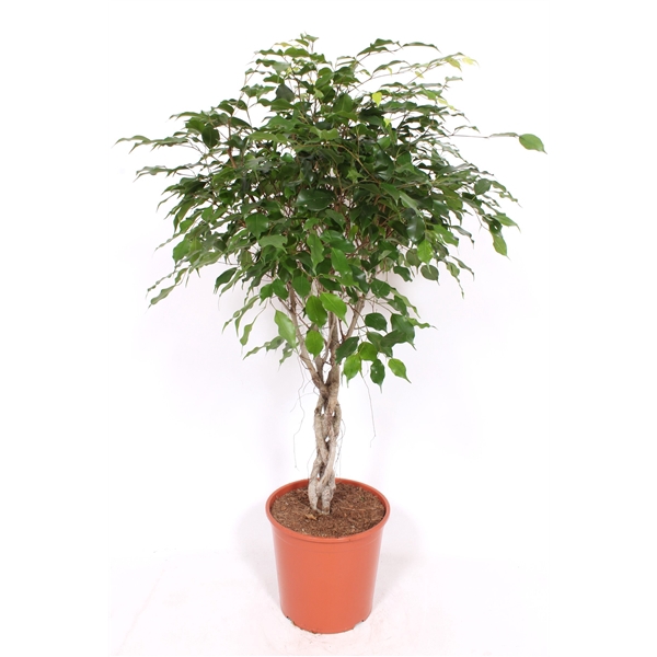 <h4>Ficus Exotica</h4>