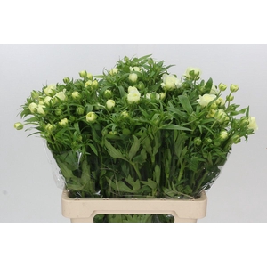 Ranunculus Butterfly Graces