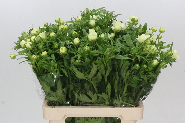 <h4>Ranunculus Butterfly Graces</h4>