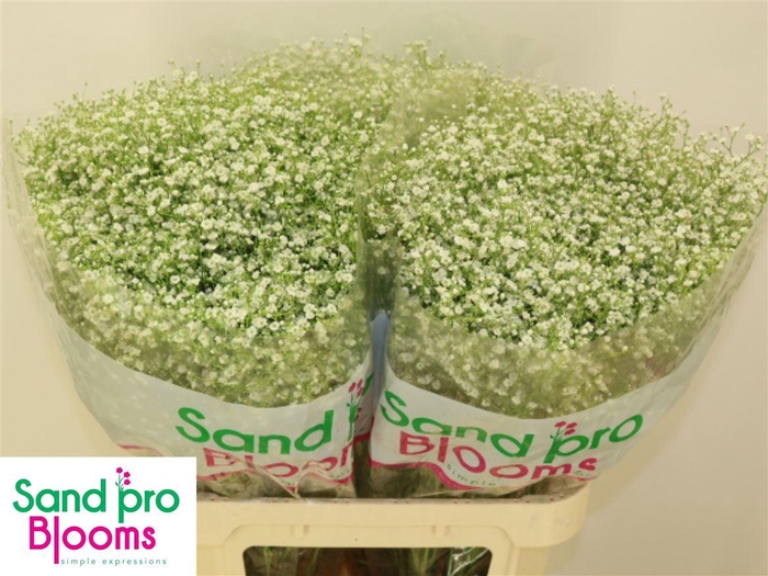 <h4>Gyps Pa Zi Discovery</h4>