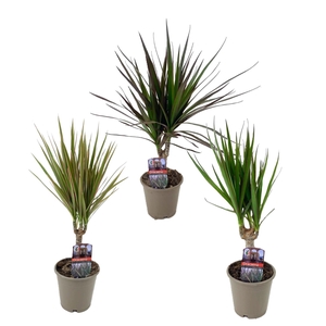 Dracaena marginata mix