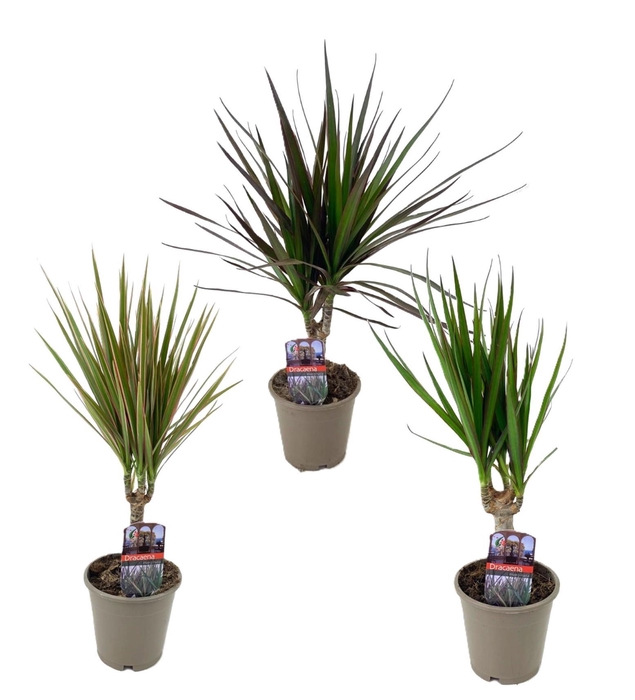 <h4>Dracaena marginata mix</h4>