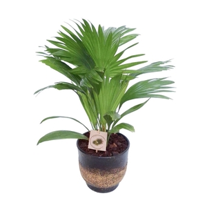 Livistona in Pot Aico brown D17