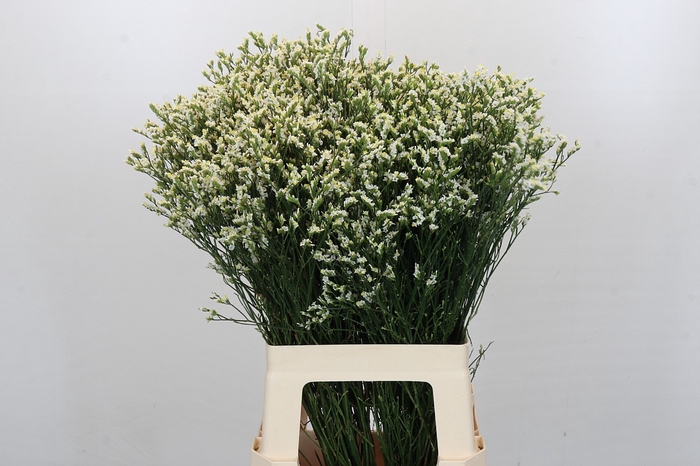 <h4>Limonium Pinna Colada</h4>