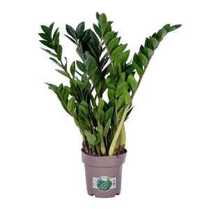 Zamioculcas P17 70cm 10+ veren