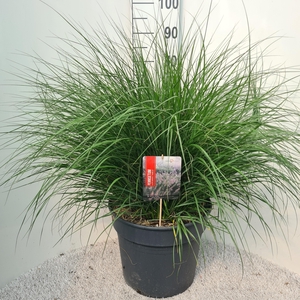 Pennisetum Alo. Hameln P40