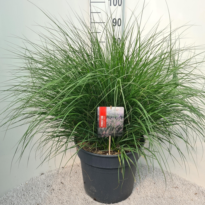 <h4>Pennisetum Alo. Hameln P40</h4>