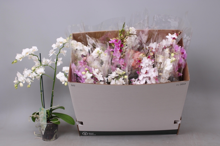 <h4>PHAL MF GEM 5 KL</h4>