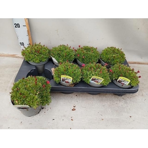 SAXIF AR TOUR DP RED