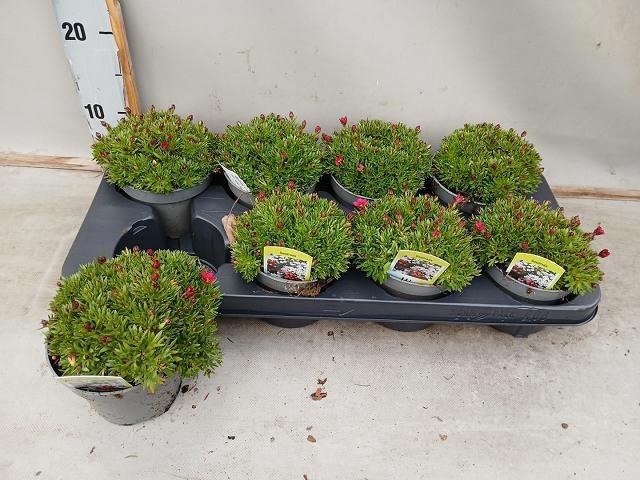 <h4>SAXIF AR TOUR DP RED</h4>