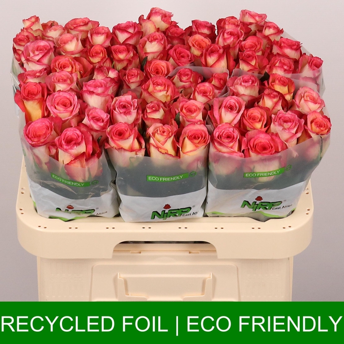 <h4>R GR FAIRY AMBIANCE</h4>