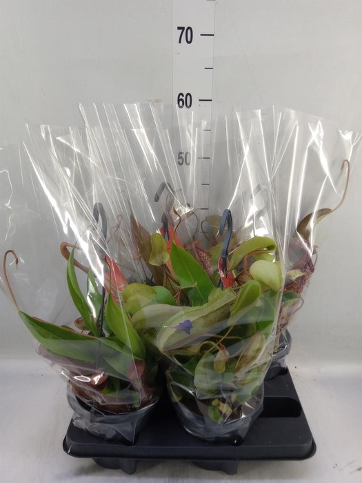 <h4>Nepenthes    ...</h4>