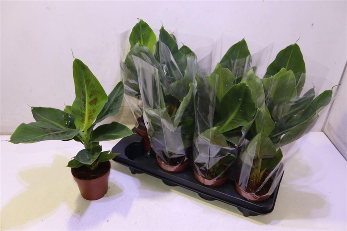 <h4>Musa Tropicana</h4>
