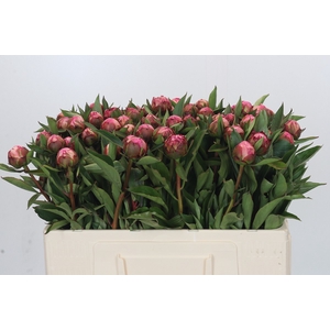 Paeonia Dr A Fleming