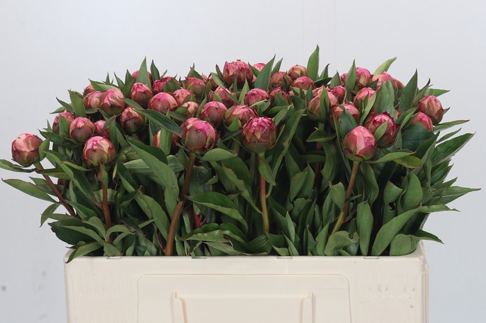 Paeonia Dr A Fleming