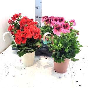 ARR TUINPLANTEN