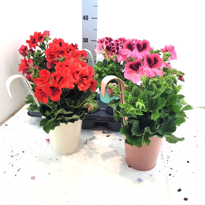 <h4>ARR TUINPLANTEN</h4>