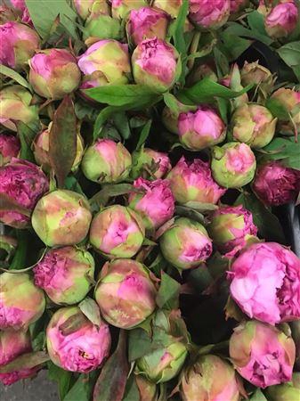 <h4>Paeo Cytherea Rosa</h4>