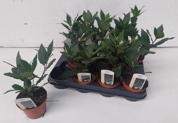 <h4>LAU NOBILIS</h4>