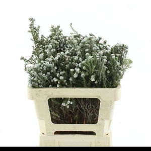 SNIJBLOEMEN OV