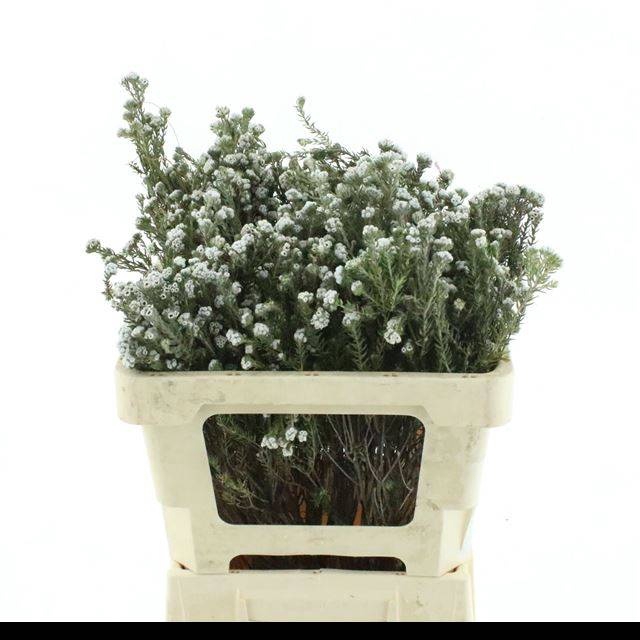 <h4>SNIJBLOEMEN OV</h4>