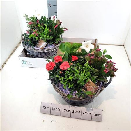 <h4>Arr Tuinplanten</h4>