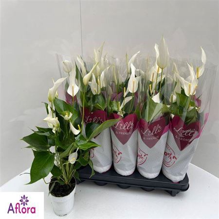 <h4>Anthu Banderola Cava</h4>
