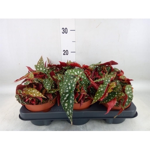 Begonia BD mac. 'Wightii'