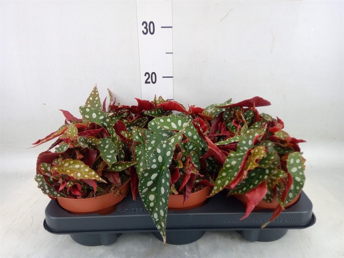 <h4>Begonia BD mac. 'Wightii'</h4>