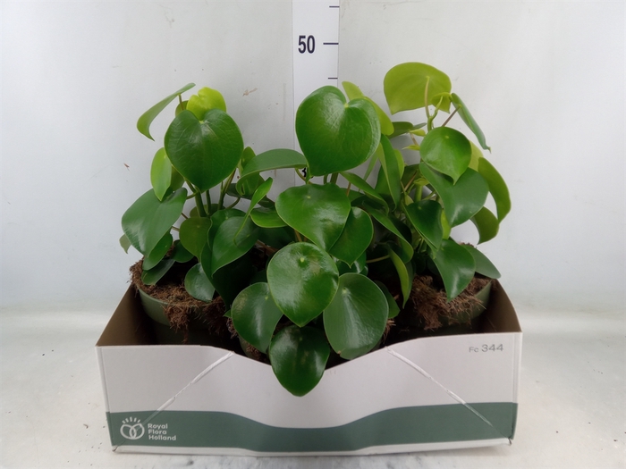 <h4>Peperomia polybotrya 'Raindrop'</h4>