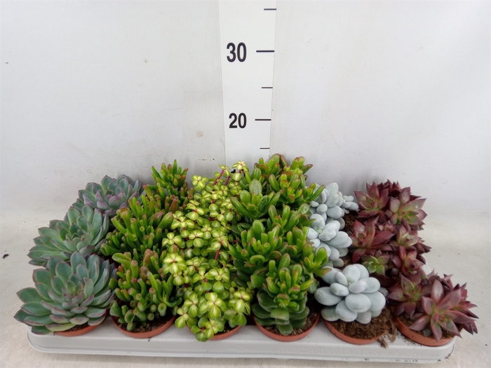 <h4>Succulents   ...</h4>