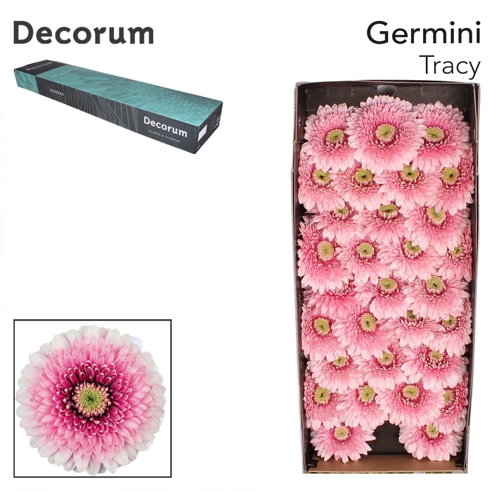 <h4>Germini Pomponi Tracy Doos</h4>
