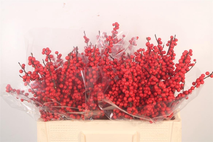 <h4>Ilex Verticilata Red Premium</h4>
