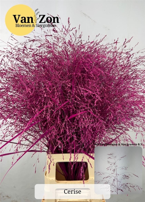 <h4>Siergras Panicum Kbh Cerise</h4>