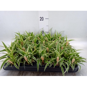Chlorophytum com. 'Ocean'