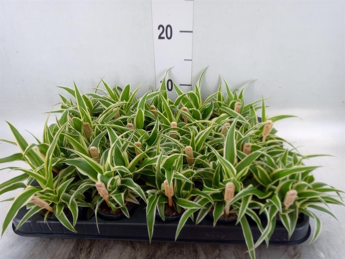 <h4>Chlorophytum com. 'Ocean'</h4>