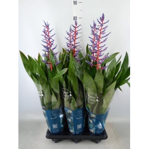 Aechmea  'Blue Rain'