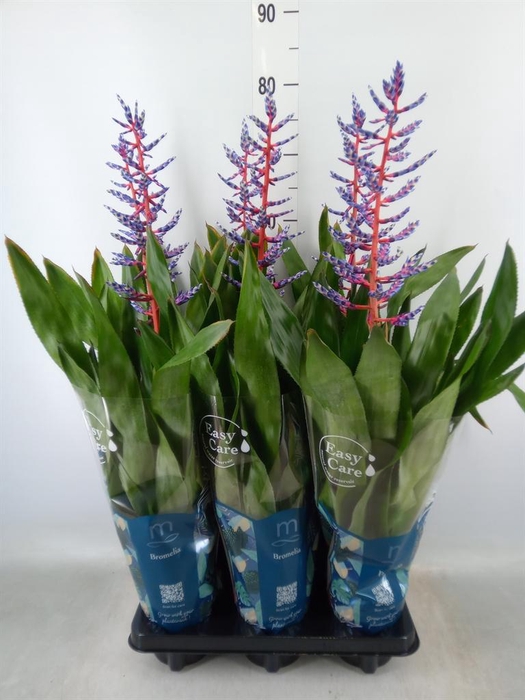 <h4>Aechmea 'Blue Rain'</h4>