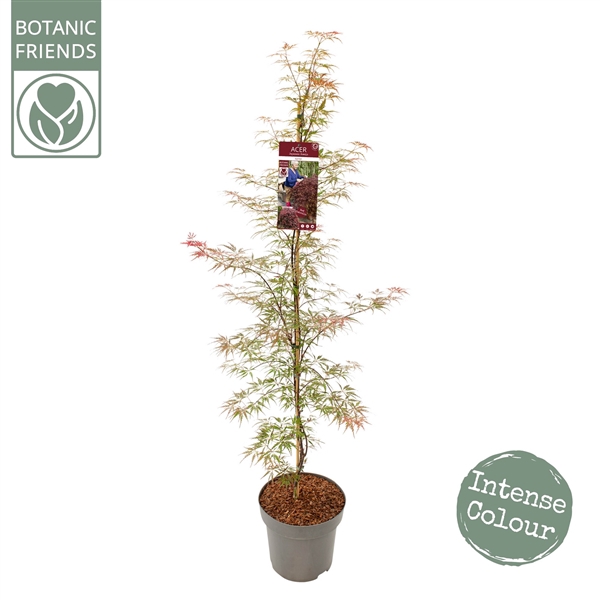 <h4>Acer palm. 'Garnet'</h4>