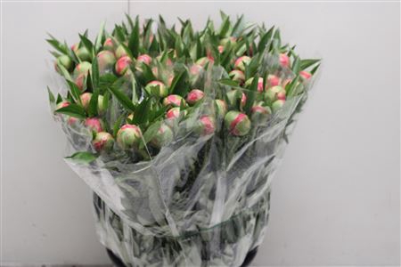 <h4>Paeo L Coral Sunset</h4>